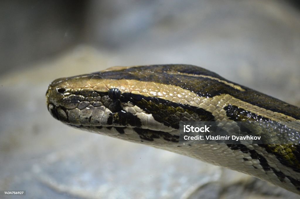 Reticulated Python Agression Python Head Stock Photo - Download Image Now - Aggression, Animal ...