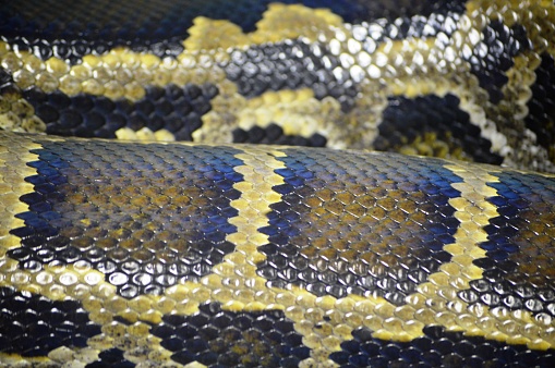 Pet Python on a Black Background