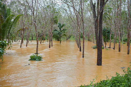 Flood on rubber tree field