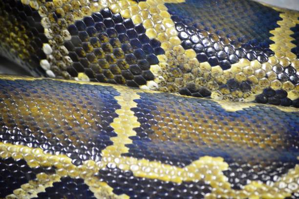 python skin body surface texture of royal reticulated python snake morelia stock pictures, royalty-free photos & images