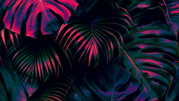 istock Tropical leaves, dark jungle background, color toned 1434757777