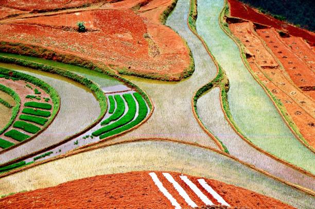 istock Terraced field and colour 1434757808