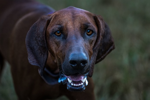 A closeup of a Redbone Coonhound panting while playing at a dog park