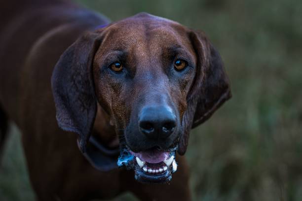 close-up de um redbone coonhound ofegante enquanto brincava em um parque de cães - redbone coonhound - fotografias e filmes do acervo