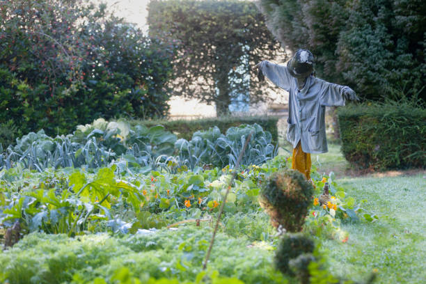 Scarecrow planted in the middle of a vegetable garden to scare the birds.
