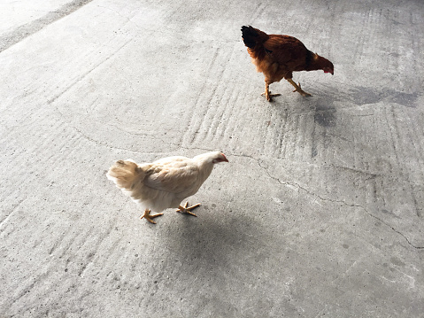 Free range hens, chicken birds walking on the concrete floor