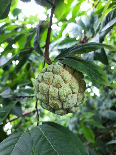 istock Vertical shot of a Custard Apple fruit hanging on a tree 1434761649