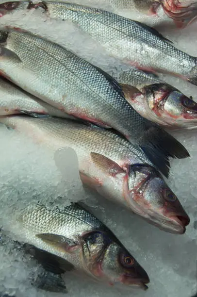 Photo of Fresh caught Fish at market