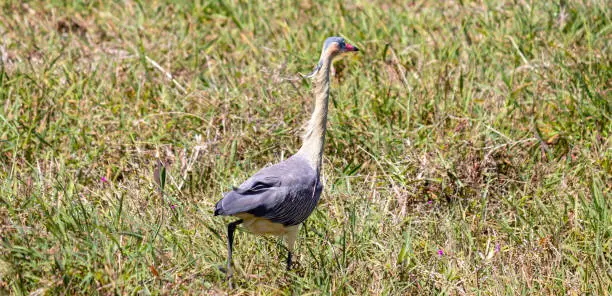 Photography of beautiful Whistling heron.