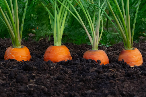 Row of orange carrots growing in the ground in the garden.