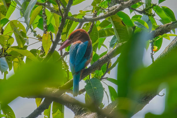 istock white-breasted kingfisher isolated in habitat 1434773513