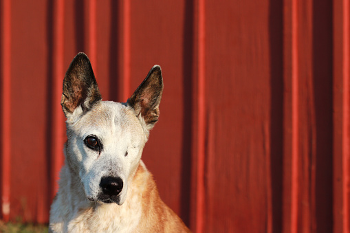 Blind white face Australian red Heeler cattle dog sitting in front of red barnwood portrait sunrise