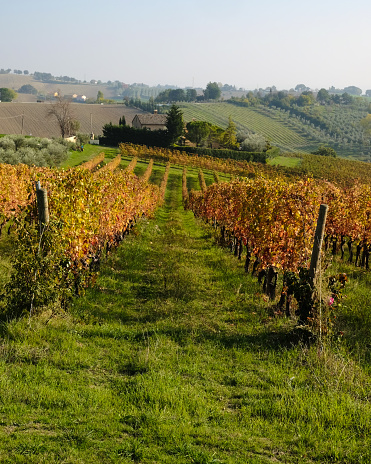 Close-up of a winegrower hand. Prune the vineyard with professional battery-powered electric scissors. Traditional agriculture. Winter pruning, cordon spurred method.