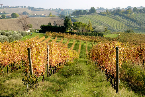 Vineyard rows in Autumn in marche - italy