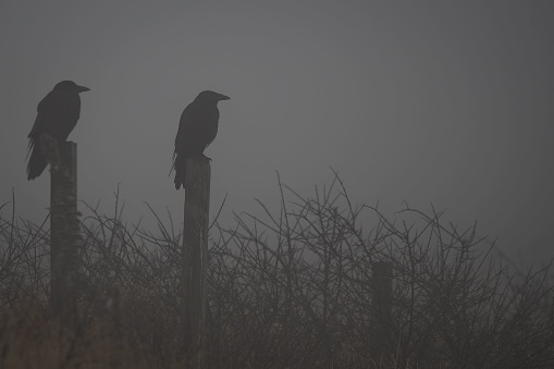 A grayscale of two crows sitting on posts in the mist