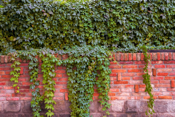 istock Background. Old rustic red block brick wall with red color foliage. 1434773912