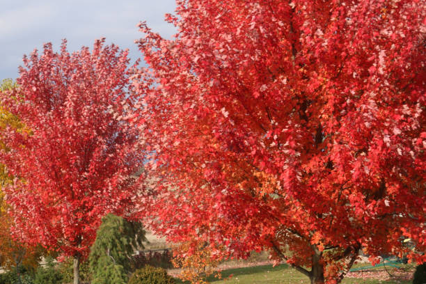 istock ATV ride in the fall in Ontario on trails 1434774964