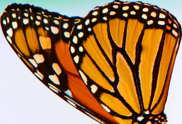 Butterfly-Orange flower-Howard County Indiana
