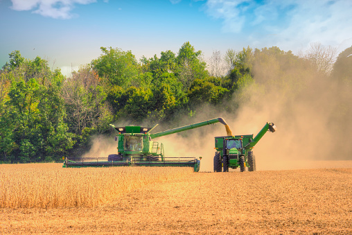 Grain Harvest-Howard County, Indiana