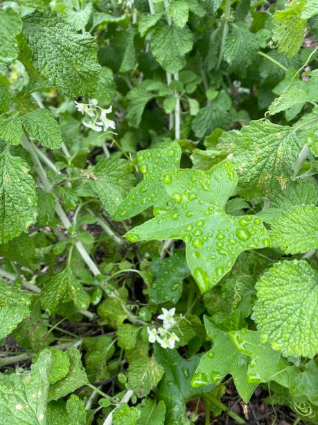 istock Green leaves with drops of water 1434777042