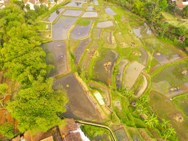 istock Aerial rice fields that are flooded after rain 1434777859