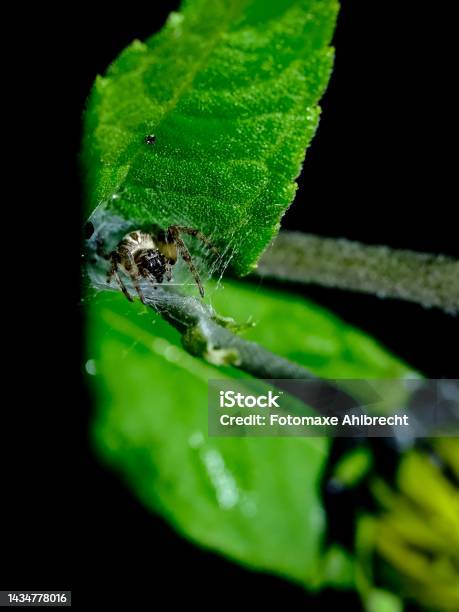 Macro Shot Of A Spider Details That Are Otherwise Hardly Visible Focus On The Animal With Blurred Background Stock Photo - Download Image Now