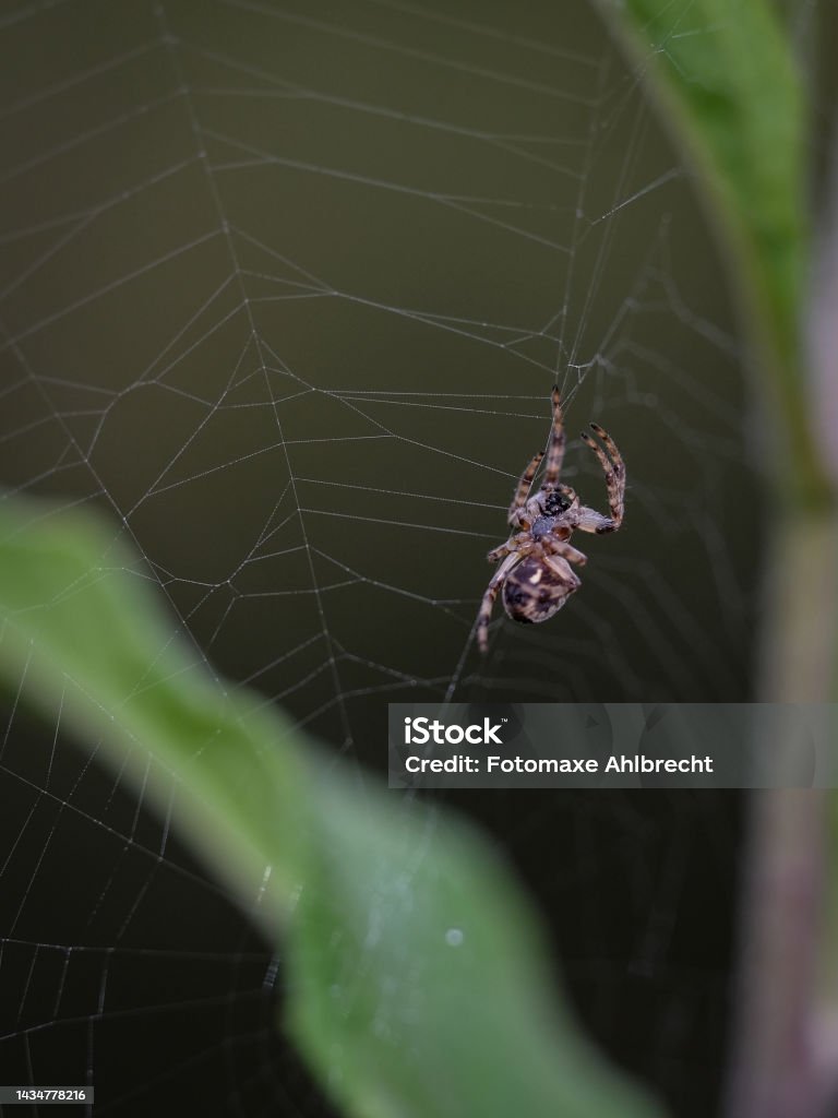 Macro shot of a spider: details that are otherwise hardly visible - focus on the animal with blurred background. Taken in her spider web in autumn sunshine. Animal Stock Photo