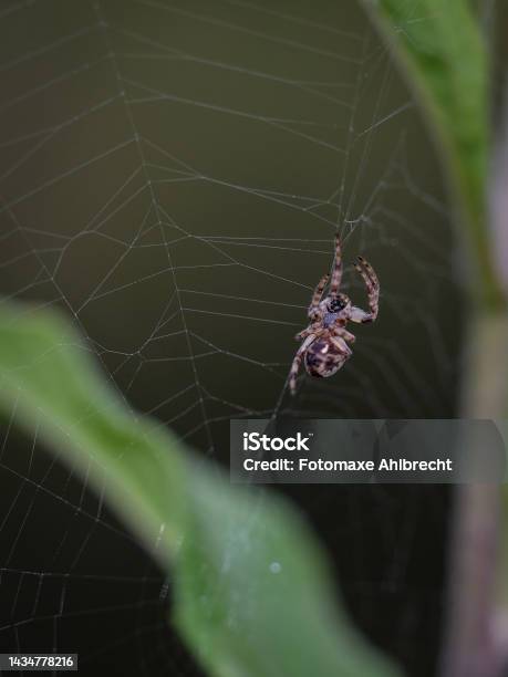 Macro Shot Of A Spider Details That Are Otherwise Hardly Visible Focus On The Animal With Blurred Background Stock Photo - Download Image Now