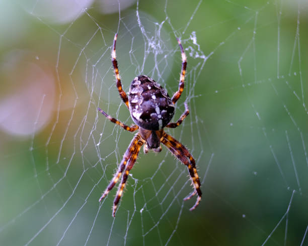 Macro shot of a spider: details that are otherwise hardly visible - focus on the animal with blurred background. Taken in her spider web in autumn sunshine. spinning web stock pictures, royalty-free photos & images