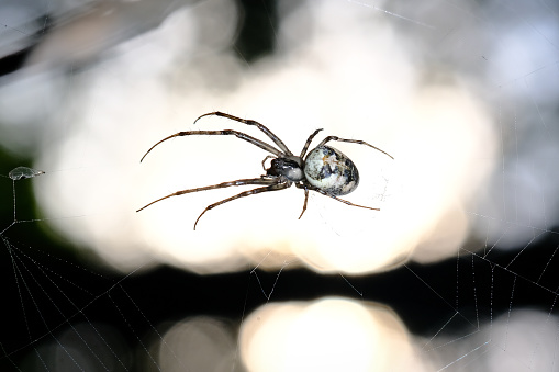 Taken in her spider web in autumn sunshine.