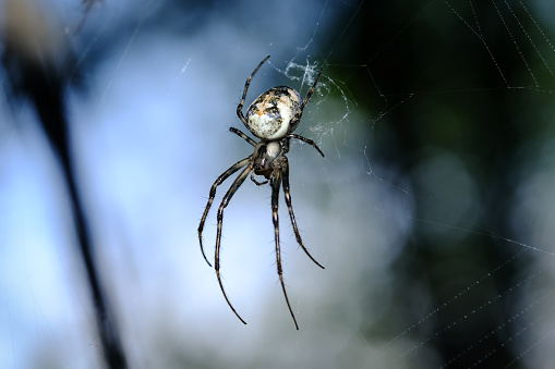 Taken in her spider web in autumn sunshine.