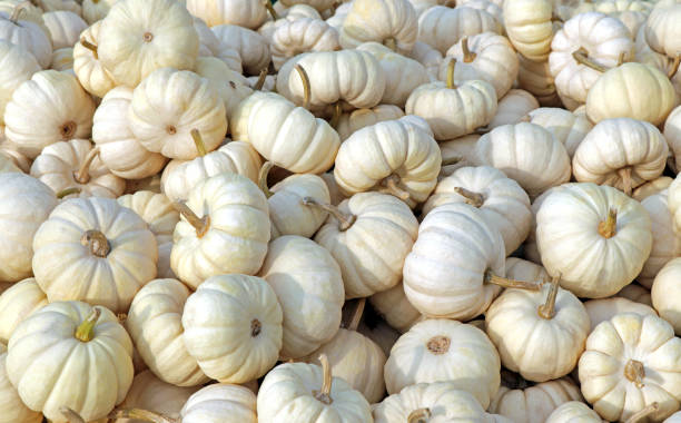 White Baby Boo pumpkins (edible pumpkin)