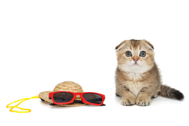 istock Scottish fold kitten and summer accessories 1434780950