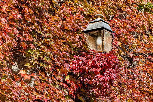 Façade en ville recouverte de feuilles aux couleurs de l'automne. Lanterne accrochée.