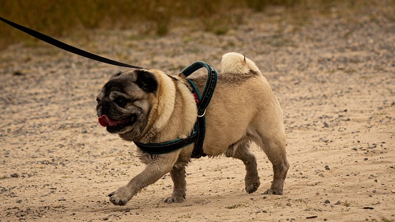 A cute pug dog walking with the leash