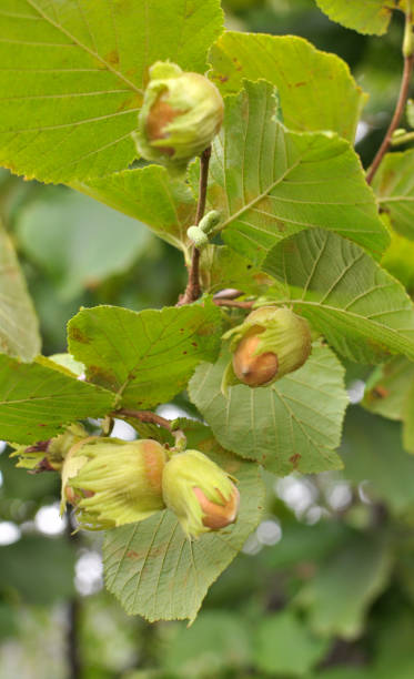 istock Nuts ripen on a hazel branch 1434784063