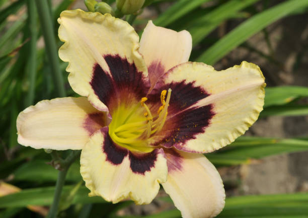 istock Irises blossom in the spring 1434784150