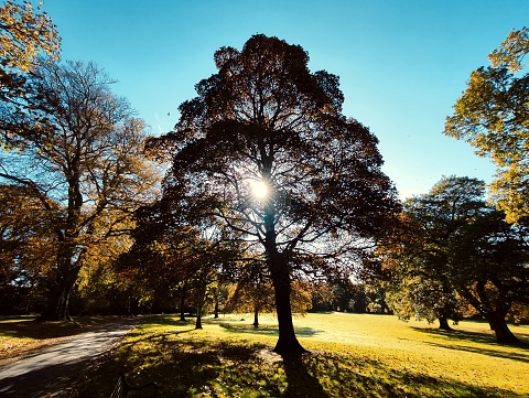 Beatiful trees at loch Lomond natural park at balloch glasgow scotland england uk