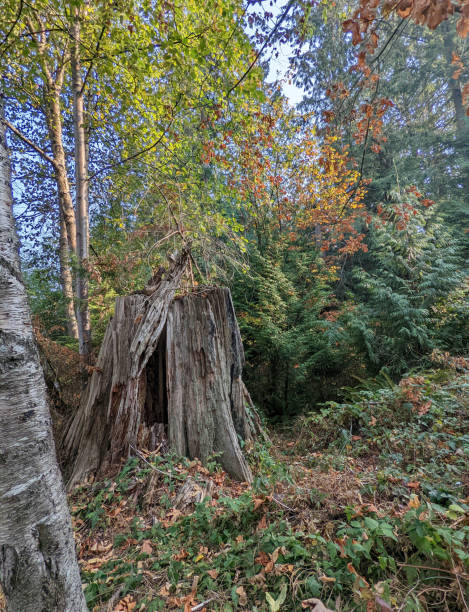 istock Tree Stump in a Canadian Forest in Autumn 1434784273