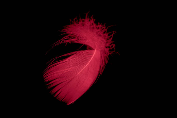 istock a red goose feather on a black isolated background 1434784836