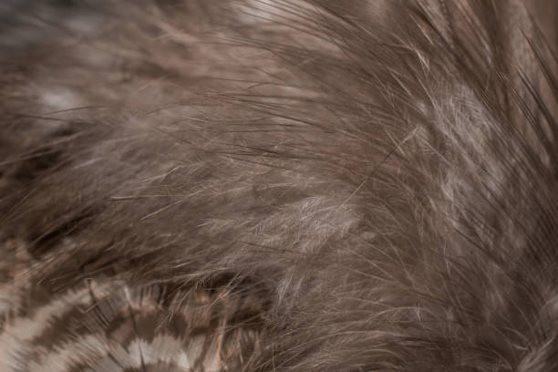 istock hawk feathers with visible detail. background or texture 1434784837