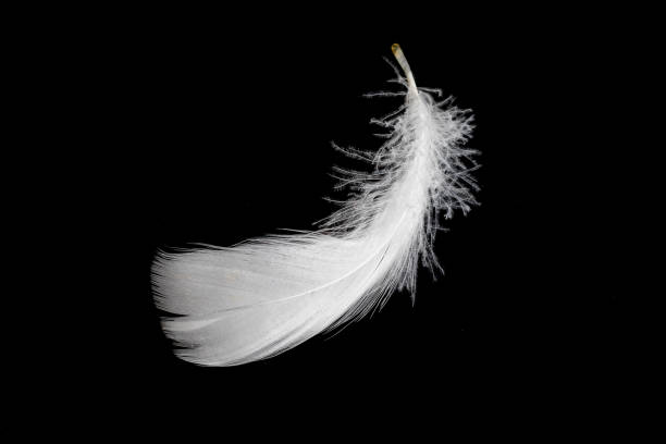 istock white feather of a goose on a black background 1434785435