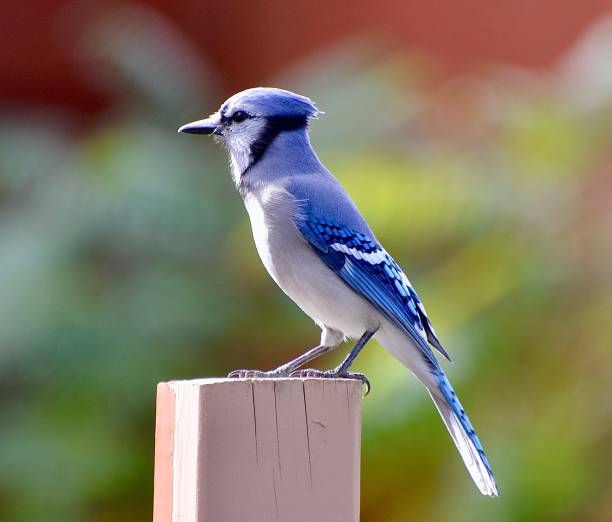 istock Single Blue Jays bird standing on a pole on a Sunday day 1434786235