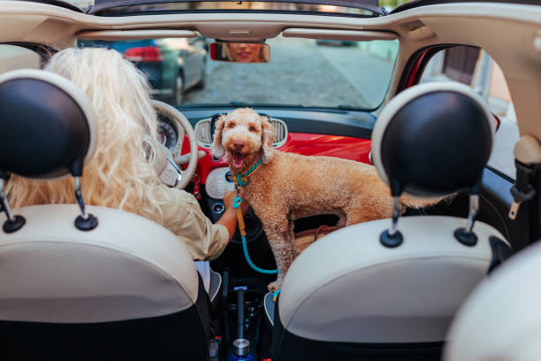 Young woman preparing to go on a motorcycle trip with her poodle.
