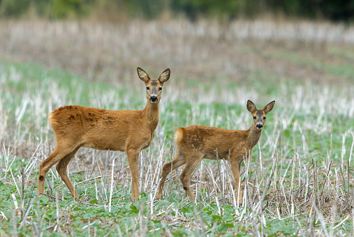 Female roe deer (Capreolus capreolus) and fawn standing in a stubble field.