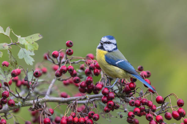 istock Eurasian blue tit (Cyanistes caeruleus) 1434790483