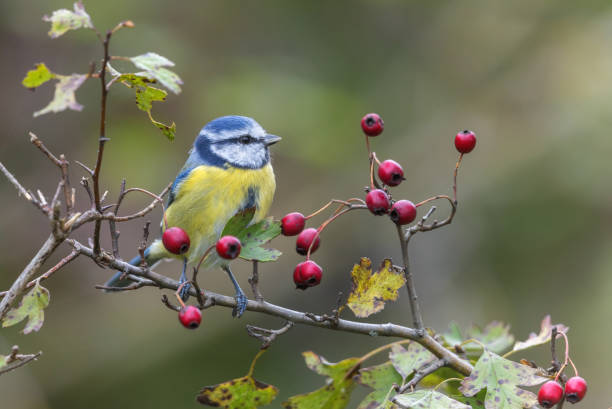 istock Eurasian blue tit (Cyanistes caeruleus) 1434790485