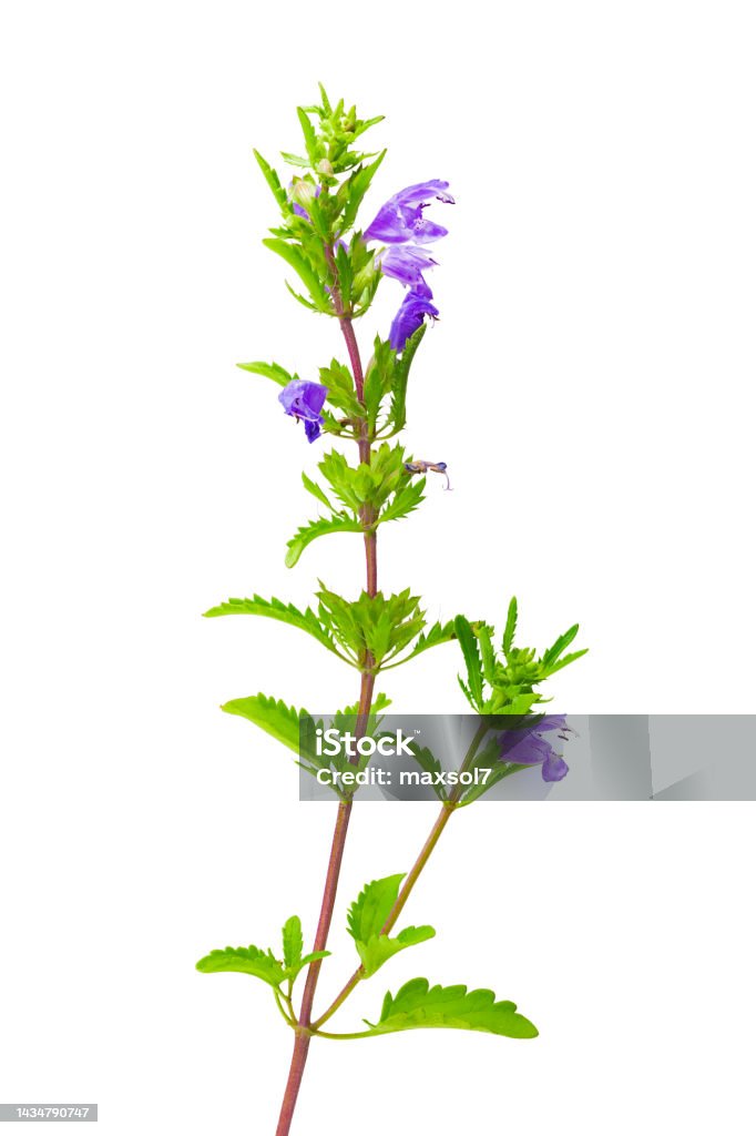 Dragonhead plant isolated.  Dracocephalum moldavica herb Color Image Stock Photo