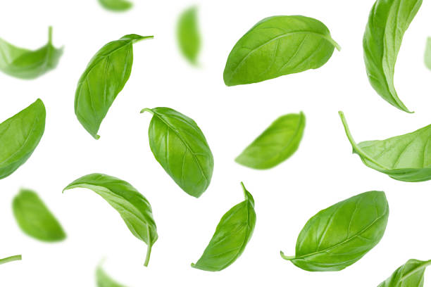 Seamless pattern of basil leaves flying over white background. Seamless pattern of isolatedvbasil leaves flying over white background. basil stock pictures, royalty-free photos & images