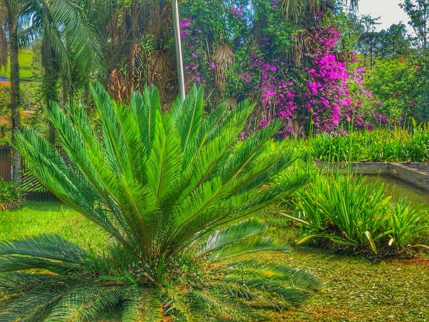 Lush green vegetation from my backyard